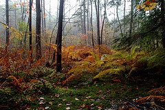 Red Maple Black Gum Swamp on Bare Hill