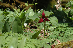 Red Trillium