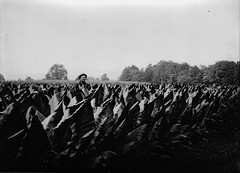 Bailey Tobacco Farm