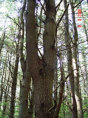 White Pine Weeviled Trees