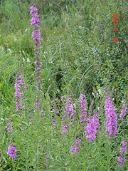 Purple Loosestrife