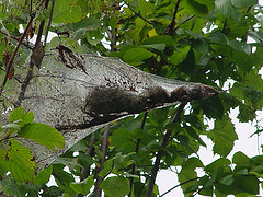 Tent Caterpillars