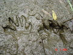 Raccoon Tracks