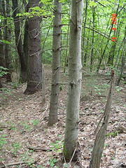 Live Fenceposts