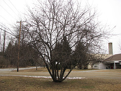 Remnant Apple Tree