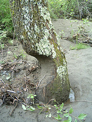 Beaver Chew