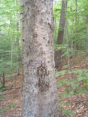 Beech Bark Scale Disease