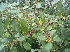 Glossy Buckthorn