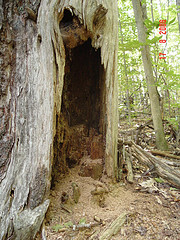 Cavity Tree