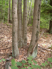 Multiple-trunked Oak Tree