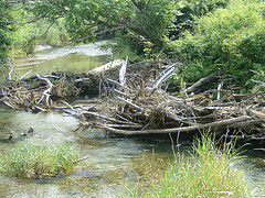 Sacketts Brook Debris Jam