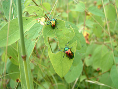 Beetles