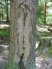 Logging Scar