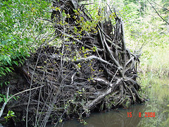 Uprooted Tree