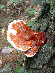 Reishi Mushroom