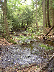 Vernal Pool