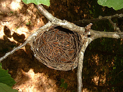 Vireo Nest