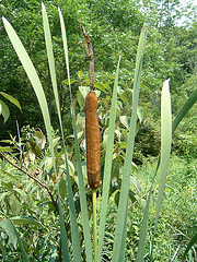 Common Cattail