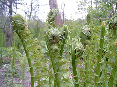 Ostrich Fern Fiddle Heads