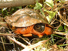 Wood Turtle
