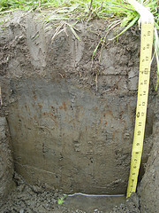 Wetland Soil Profile