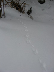 short-tailed shrew