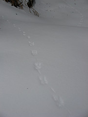short-tailed shrew