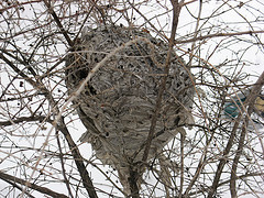 paper wasp nest