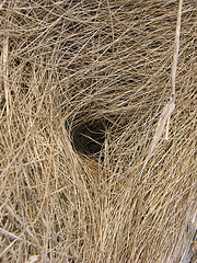 small mammal tunnels!