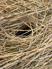 small mammal tunnels!
