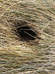 small mammal tunnels!