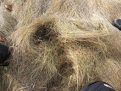 small mammal tunnels!