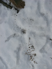 small mammal tunnels