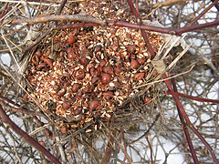 mouse cache in birds nest?