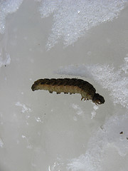 caterpillars frozen in flowage