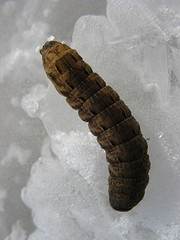caterpillars frozen in flowage