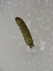 caterpillars frozen in flowage