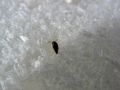 caterpillars frozen in flowage