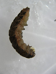 caterpillars frozen in flowage