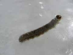 caterpillars frozen in flowage