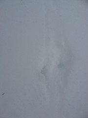 short-tailed shrew