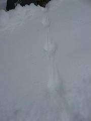 short-tailed shrew