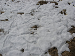 small mammal tunnels!