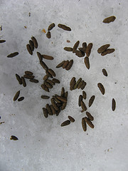 meadow vole latrine exposed by snow melt