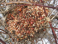 mouse cache in birds nest?