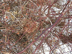 mouse cache in birds nest?