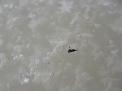 caterpillars frozen in flowage