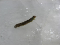 caterpillars frozen in flowage