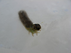 caterpillars frozen in flowage