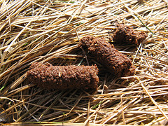 goose poop